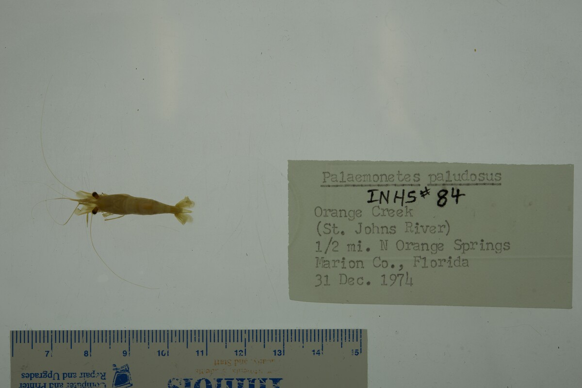 Palaemonetes paludosus image